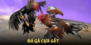 da-ga-cua-sat