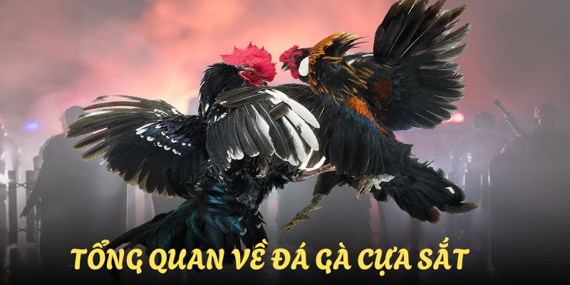 da-ga-cua-sat-tong-quan