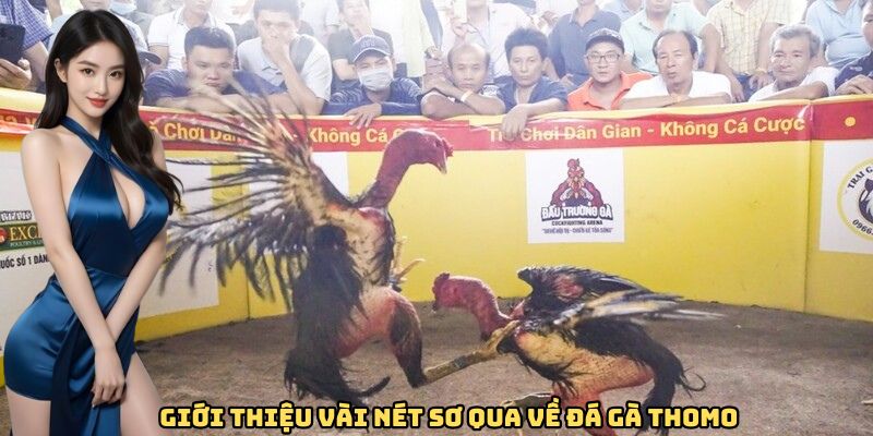 gioi-thieu-vai-net-ve-da-ga-thomo