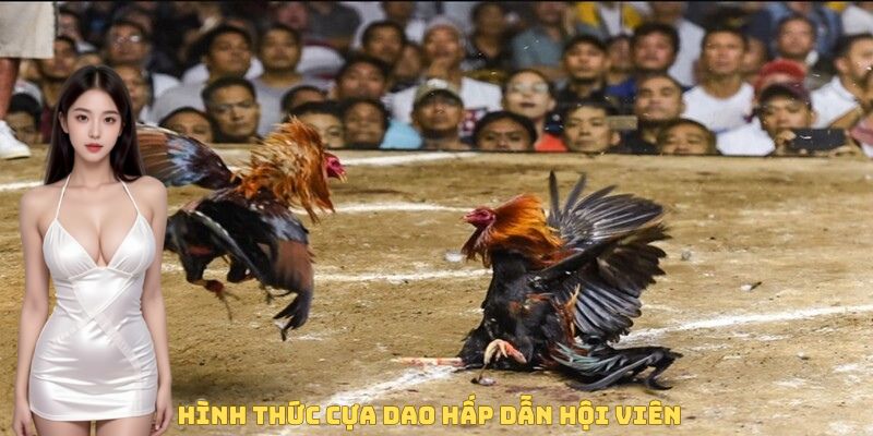hinh-thuc-cua-dao-hap-dan-hoi-vien