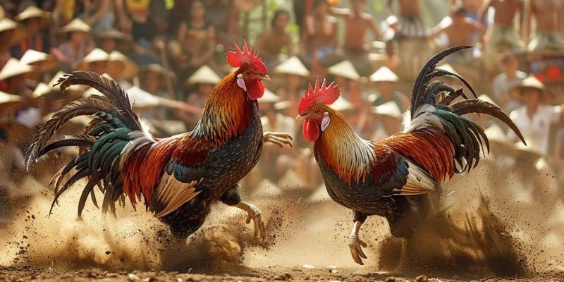 luat-choi-da-ga-cua-dao-co-ban